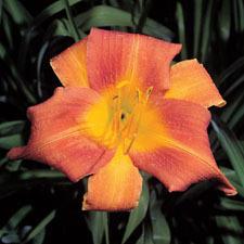 Photo of Daylily (Hemerocallis 'After Hours') uploaded by vic