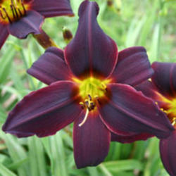 
Date: 2006-06-19
Courtesy American Daylily and Perennials