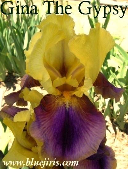 Photo of Tall Bearded Iris (Iris 'Gina the Gypsy') uploaded by Calif_Sue