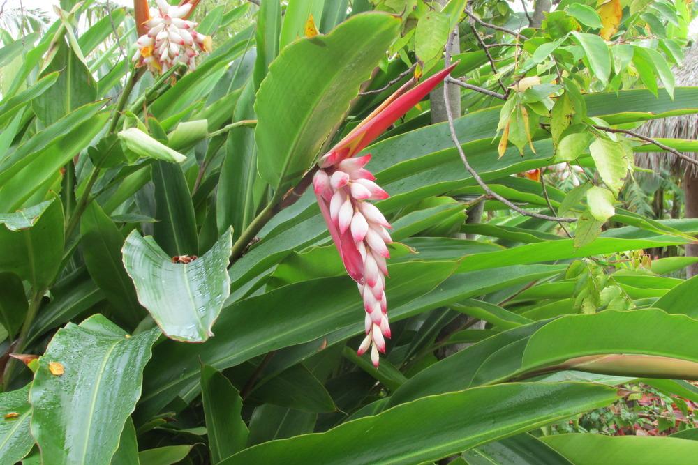 Photo of Shell Ginger (Alpinia zerumbet) uploaded by Dutchlady1