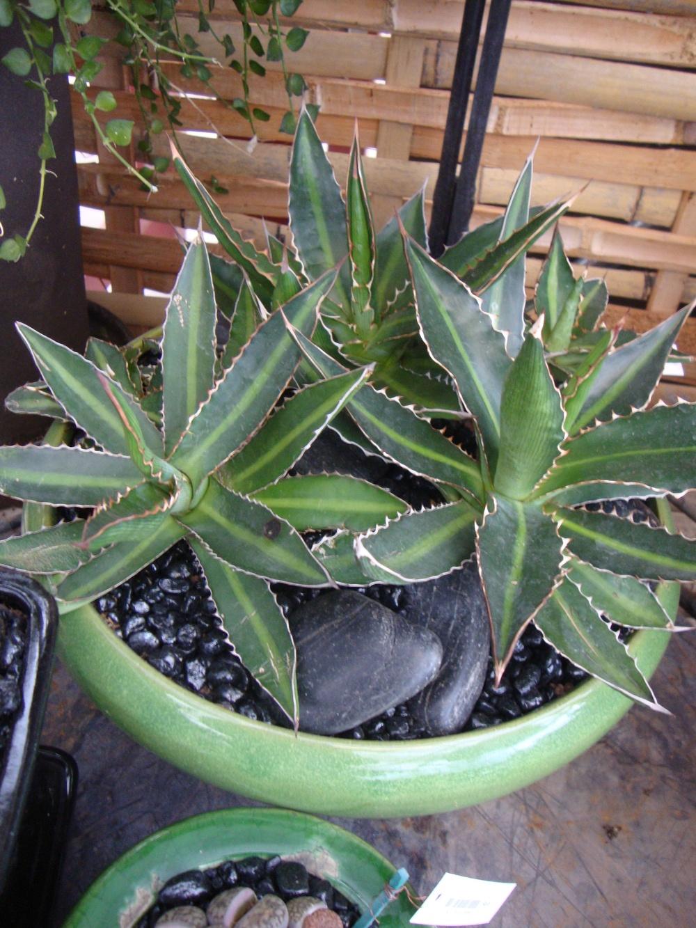 Photo of Agaves (Agave) uploaded by Paul2032