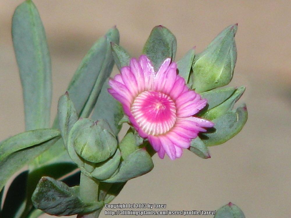 Photo of Candy Bush (Oscularia caulescens) uploaded by tarev