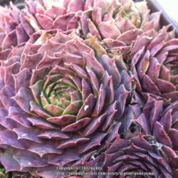 Location: Ft Bragg CA Zone 8b
Date: 2013-02-18
Pre-Spring coloration at Simply Succulents (west coast nursery)