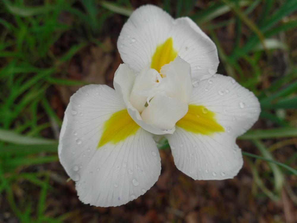 Photo of Dutch Iris (Iris x hollandica) uploaded by wildflowers