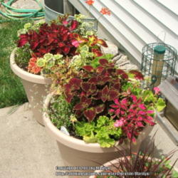 Location: My garden in Kentucky
Date: 2007-06-30
Containers of mixed Coleus