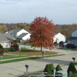 Location: In my subdivison, looking from my porch in Northern KY
Date: 2009-10-29