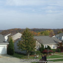 Location: My neighbor's tree, looking from my porch in Northern KY
Date: 2009-10-29