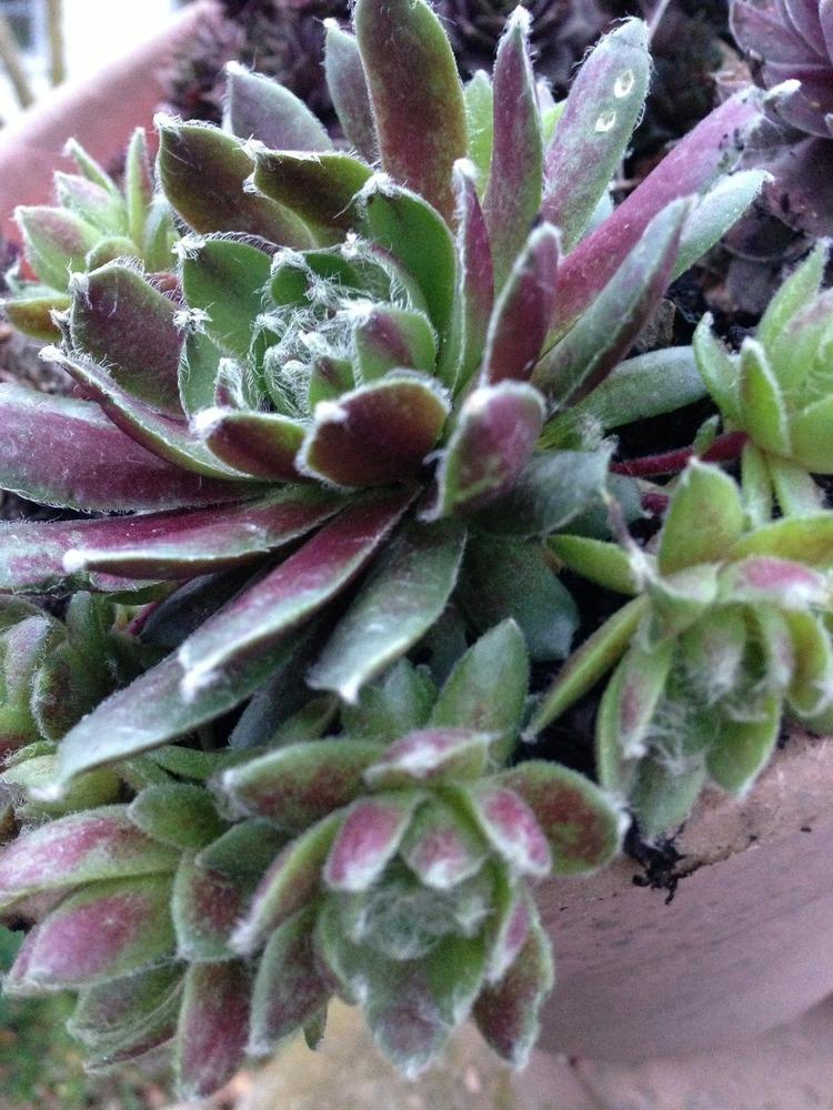 Photo of Hen and Chicks (Sempervivum 'Jade Rose') uploaded by clintbrown