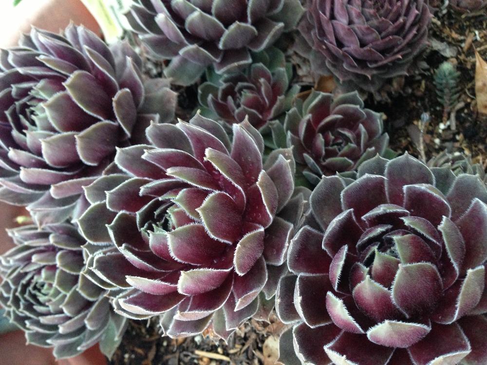 Photo of Hen and Chicks (Sempervivum 'Ruby Heart') uploaded by clintbrown