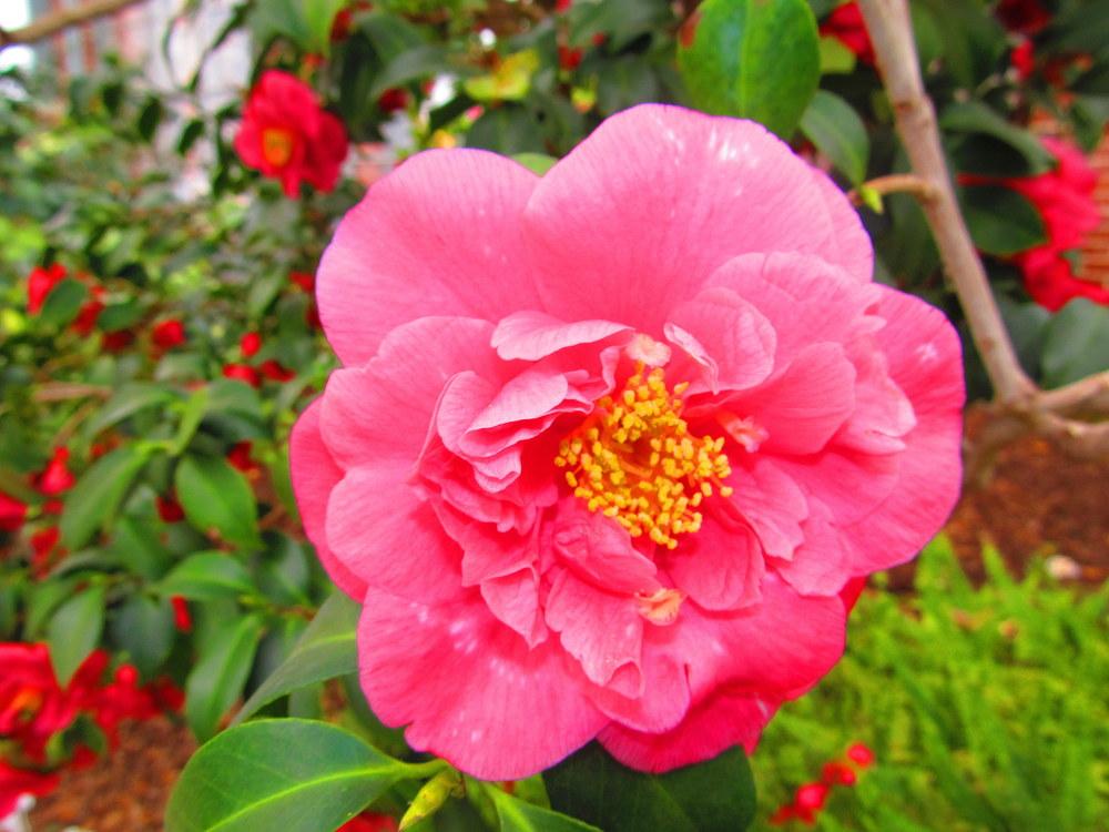 Photo of Camellias (Camellia) uploaded by jmorth