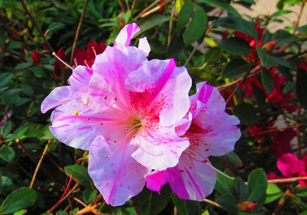 Photo of Satsuki Azalea (Rhododendron indicum) uploaded by jmorth