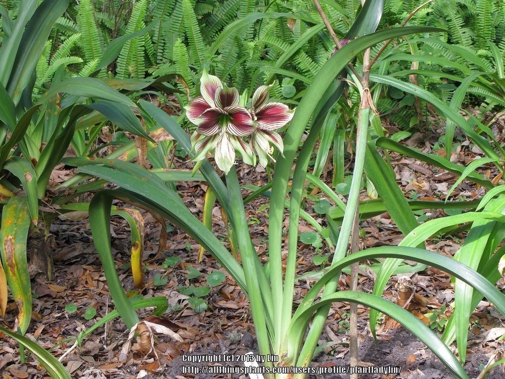 Photo of Butterfly Amaryllis (Hippeastrum papilio) uploaded by plantladylin