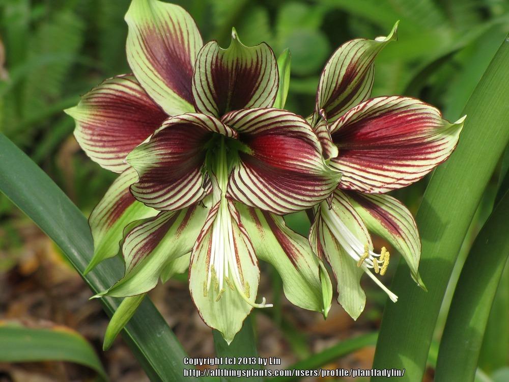 Photo of Butterfly Amaryllis (Hippeastrum papilio) uploaded by plantladylin