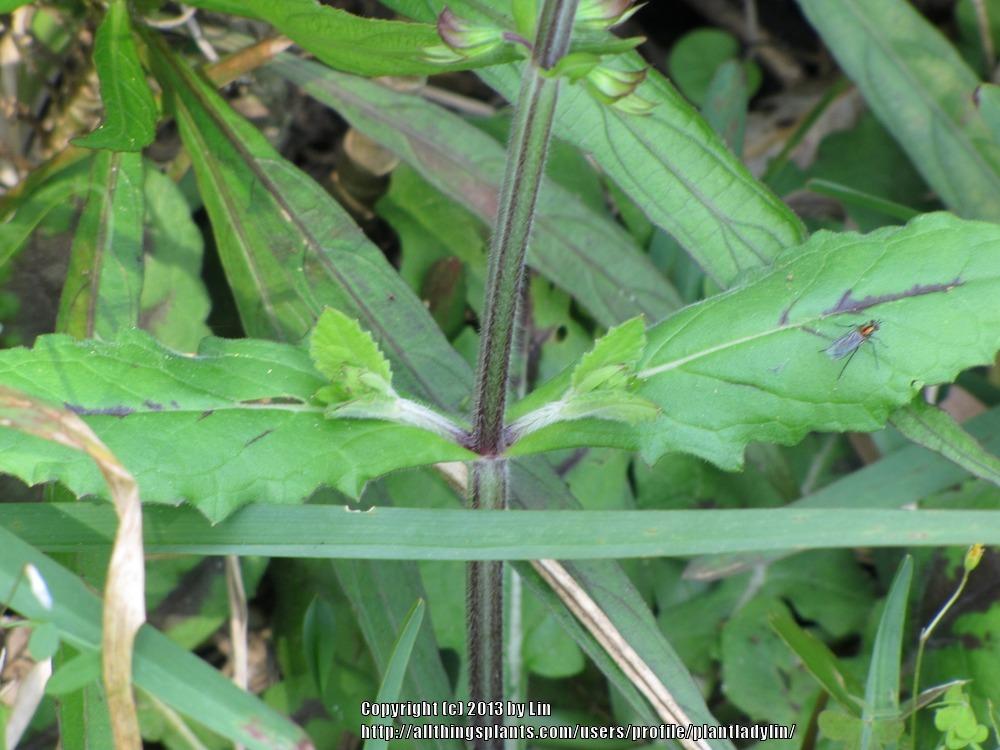 Photo of Lyreleaf Sage (Salvia lyrata) uploaded by plantladylin