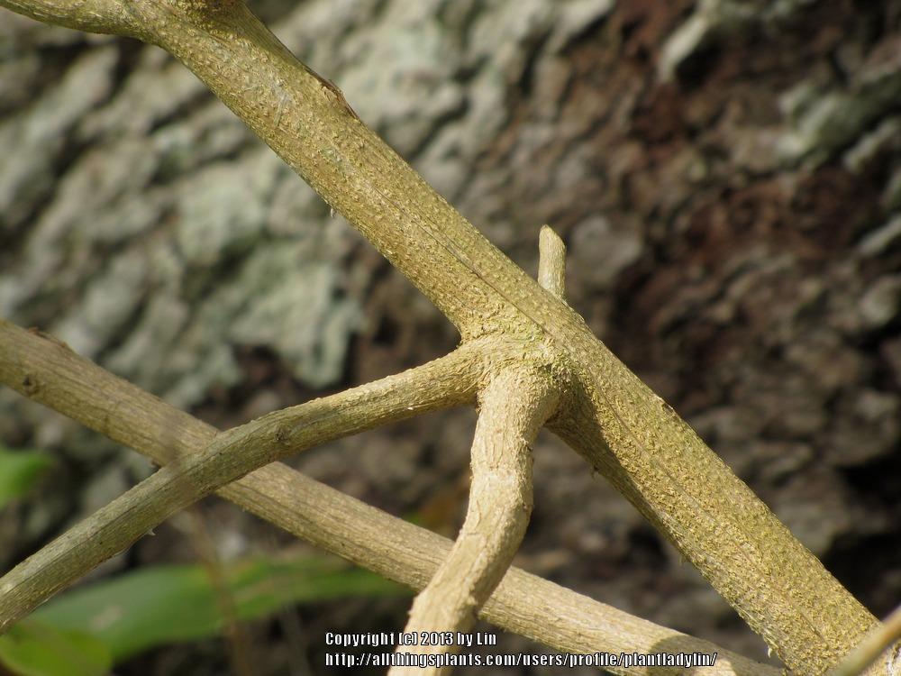 Photo of Common Lantana (Lantana camara) uploaded by plantladylin