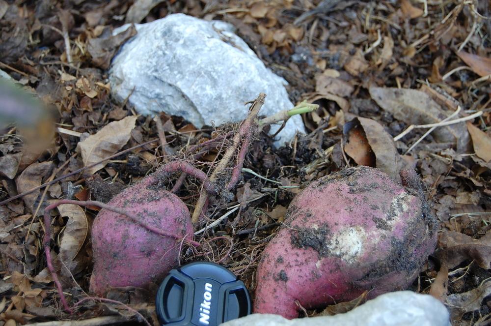 Photo of Ornamental Sweet Potato (Ipomoea batatas 'Margarita') uploaded by purpleinopp