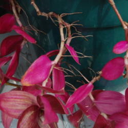 
Date: 2012-10-02
Aerial roots.