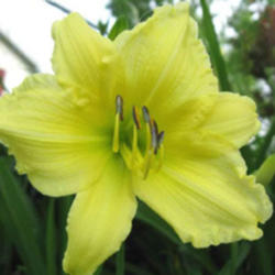 
Courtesy American Daylily and Perennials