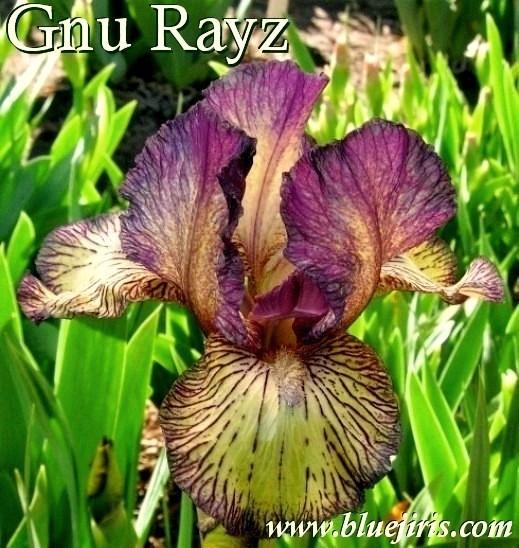 Photo of Intermediate Bearded Iris (Iris 'Gnu Rayz') uploaded by Calif_Sue