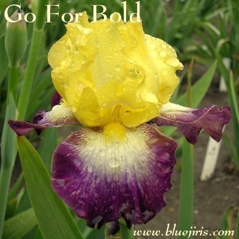 Photo of Border Bearded Iris (Iris 'Go for Bold') uploaded by Calif_Sue