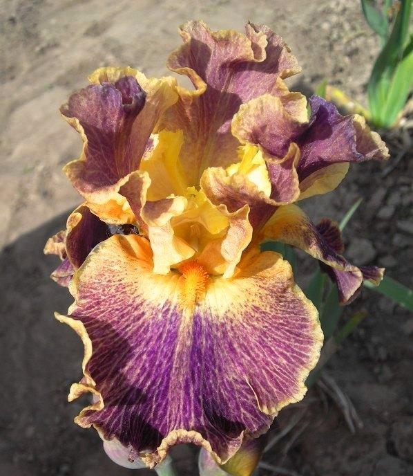 Photo of Border Bearded Iris (Iris 'Glo-Ray Hallelujah') uploaded by Calif_Sue