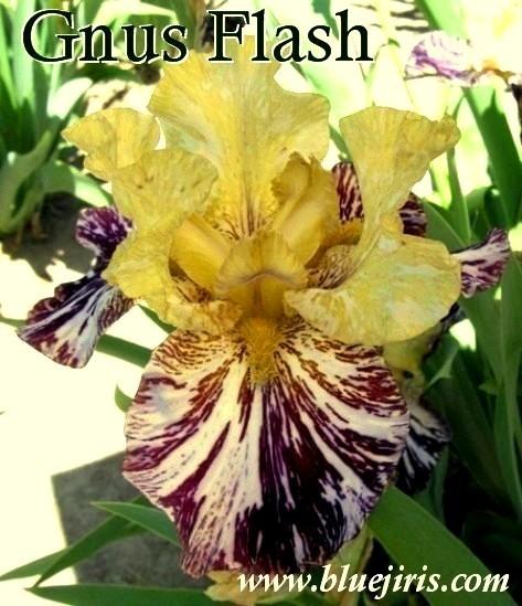 Photo of Tall Bearded Iris (Iris 'Gnus Flash') uploaded by Calif_Sue