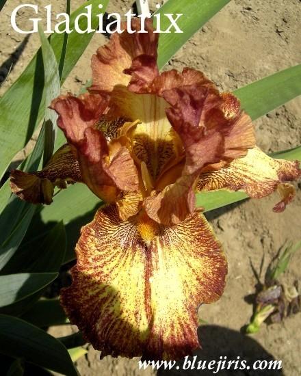 Photo of Tall Bearded Iris (Iris 'Gladiatrix') uploaded by Calif_Sue