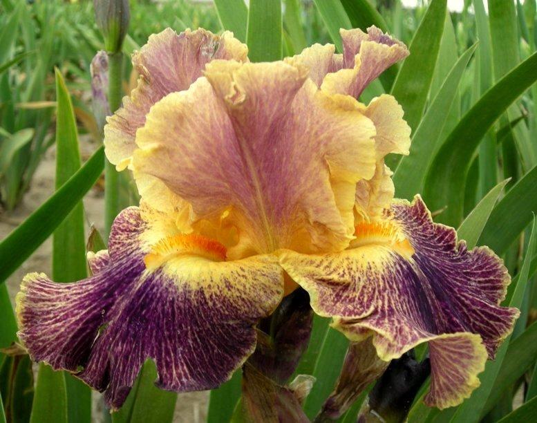 Photo of Border Bearded Iris (Iris 'Glo-Ray Hallelujah') uploaded by Calif_Sue