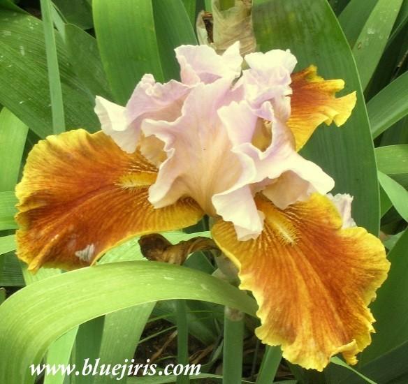 Photo of Tall Bearded Iris (Iris 'Golly Gee Whiz') uploaded by Calif_Sue