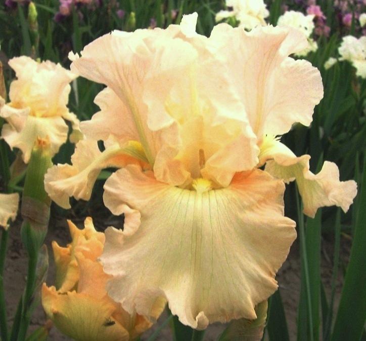 Photo of Tall Bearded Iris (Iris 'Glacier Blush') uploaded by Calif_Sue