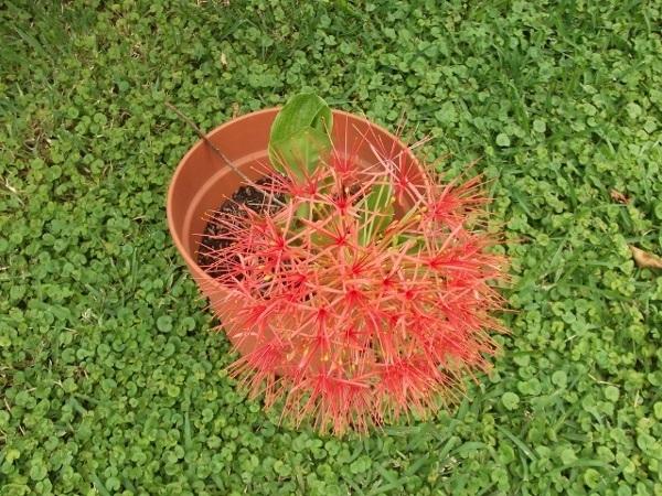 Photo of African Blood Lily (Scadoxus multiflorus) uploaded by ceci