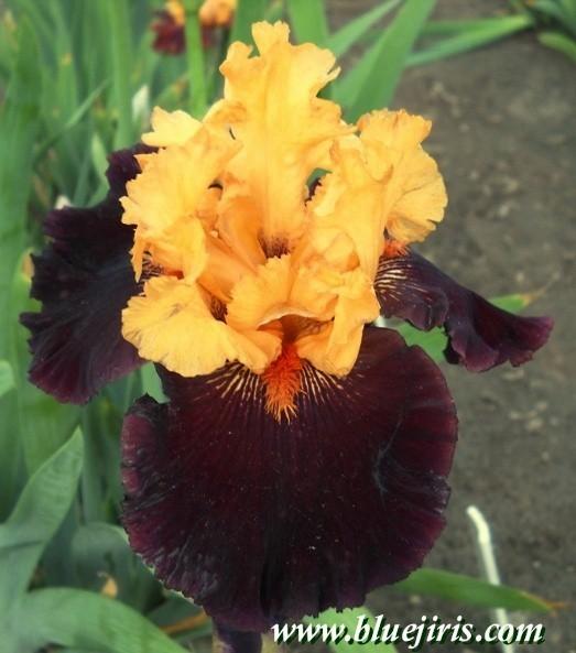 Photo of Tall Bearded Iris (Iris 'Halloween Trick') uploaded by Calif_Sue