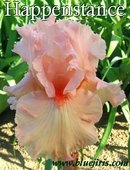 Photo of Tall Bearded Iris (Iris 'Happenstance') uploaded by Calif_Sue