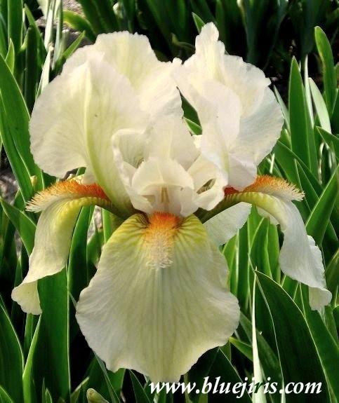 Photo of Intermediate Bearded Iris (Iris 'Halloween Rainbow') uploaded by Calif_Sue