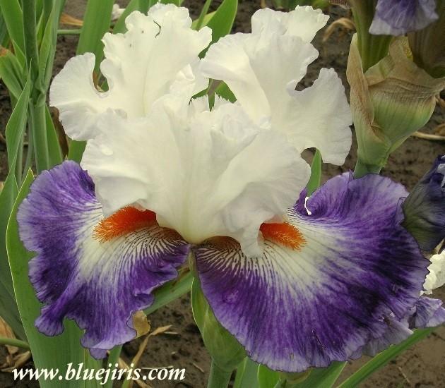 Photo of Tall Bearded Iris (Iris 'Gypsy Lord') uploaded by Calif_Sue