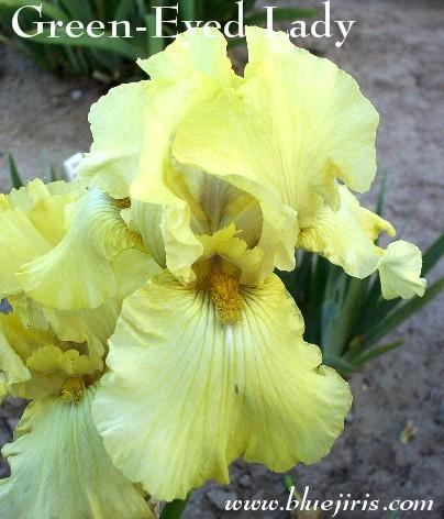 Photo of Tall Bearded Iris (Iris 'Green Eyed Lady') uploaded by Calif_Sue