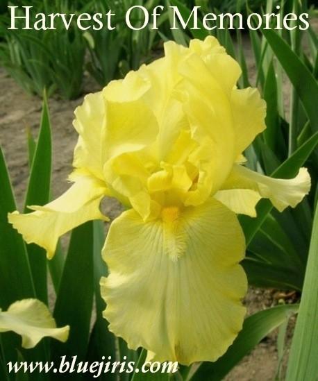 Photo of Tall Bearded Iris (Iris 'Harvest of Memories') uploaded by Calif_Sue