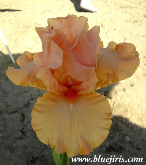 Photo of Border Bearded Iris (Iris 'Grobswitcher') uploaded by Calif_Sue