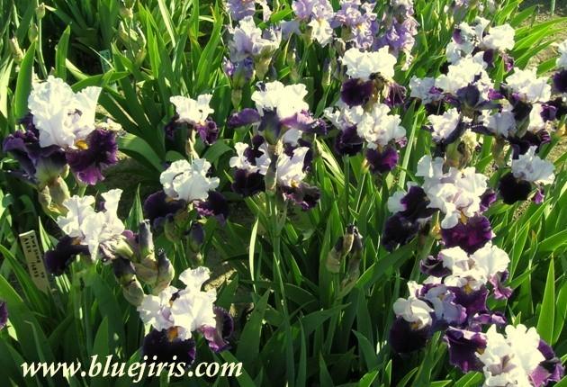 Photo of Tall Bearded Iris (Iris 'Habit') uploaded by Calif_Sue