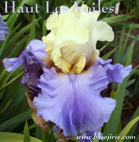 Photo of Tall Bearded Iris (Iris 'Haut les Voiles') uploaded by Calif_Sue