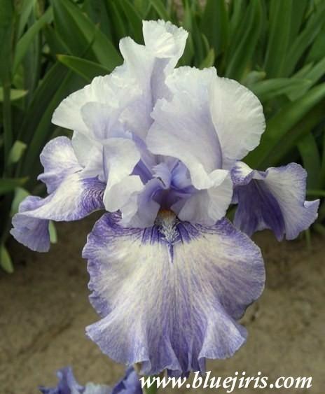 Photo of Tall Bearded Iris (Iris 'Handshake') uploaded by Calif_Sue