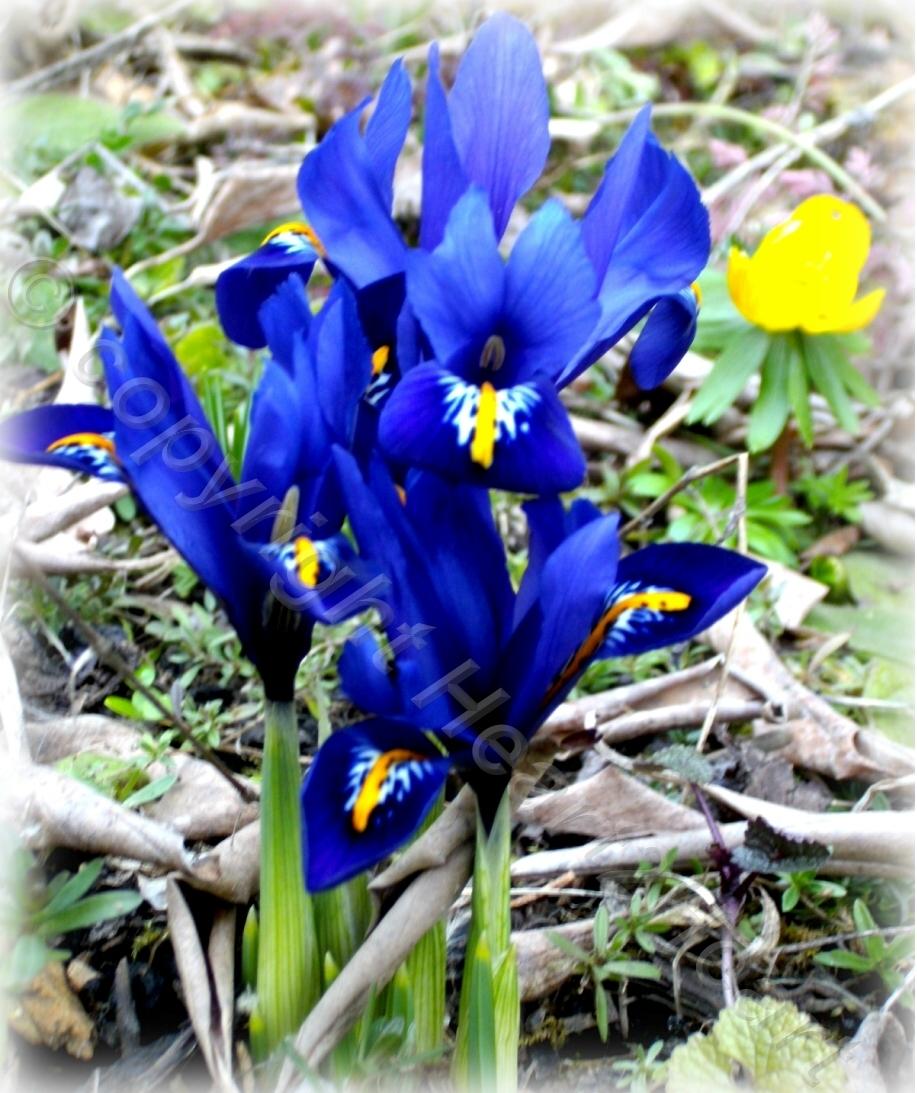 Photo of Reticulated Iris (Iris reticulata 'Harmony.') uploaded by Heart2Heart