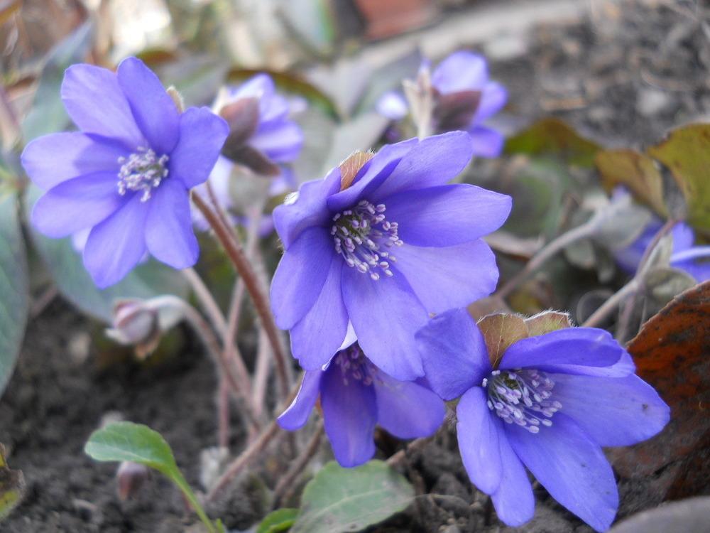 Photo of Hepatica transsilvanica uploaded by fixpix