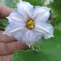 Location: Mason, New Hampshire
Date: 2012
Eggplant flower.  Cultivar 'Nubia'.