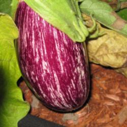 Location: Mason, New Hampshire
Date: 2012
Fruit of an Eggplant 'Nubia'.