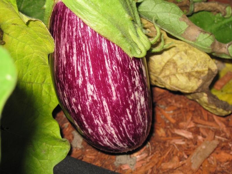 Photo of Eggplant (Solanum melongena  'Nubia') uploaded by robertduval14