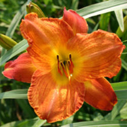 
Date: 2007-07-05
Courtesy American Daylily and Perennials