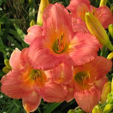 Photo of Daylily (Hemerocallis 'Tea Party Pride') uploaded by vic