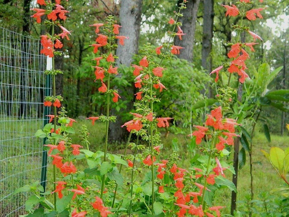 Photo of Scarlet Sage (Salvia coccinea) uploaded by wildflowers