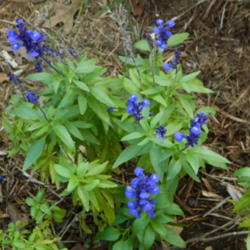 Location: Northeastern, Texas
Date: 2012-10-12
Pretty blue flowers